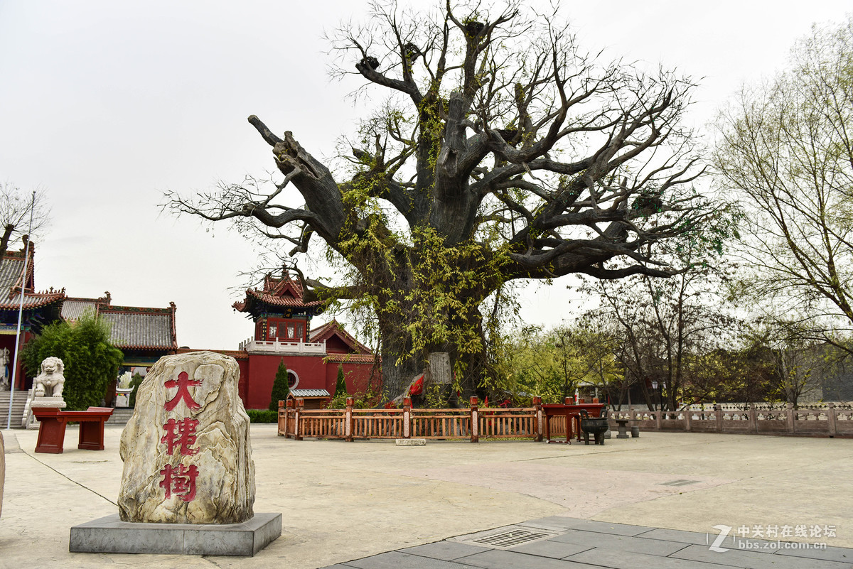 行拍山西洪洞大槐树景区-中关村在线摄影论坛