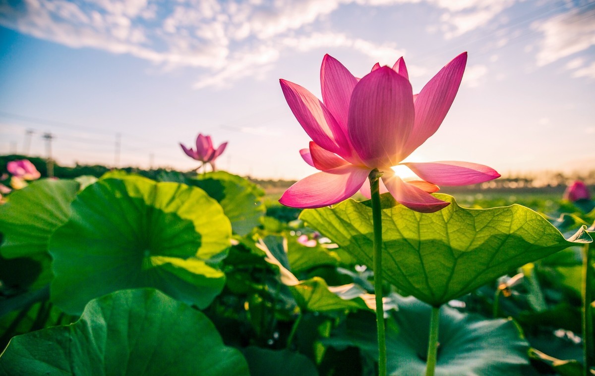 映日荷花别样红-中关村在线摄影论坛