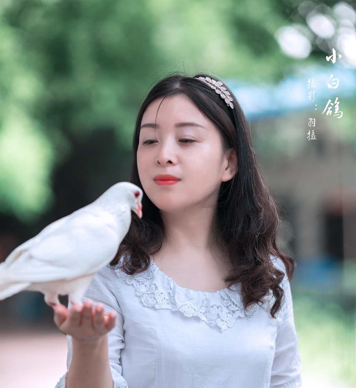 白鸽子的样子,白鸽子配红鸽子图_大山谷图库