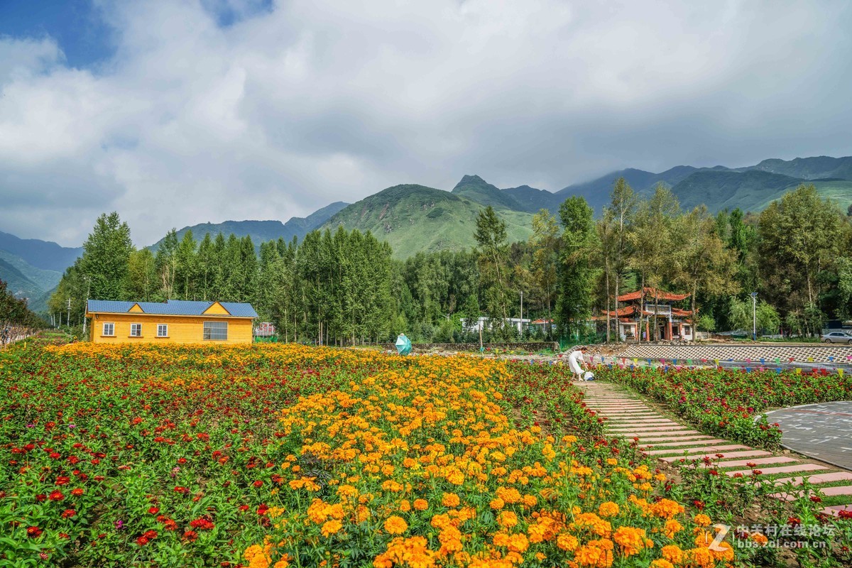 青海民和七里寺花海