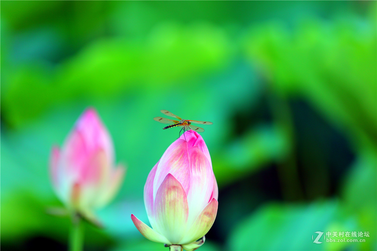 北宁公园的荷花
