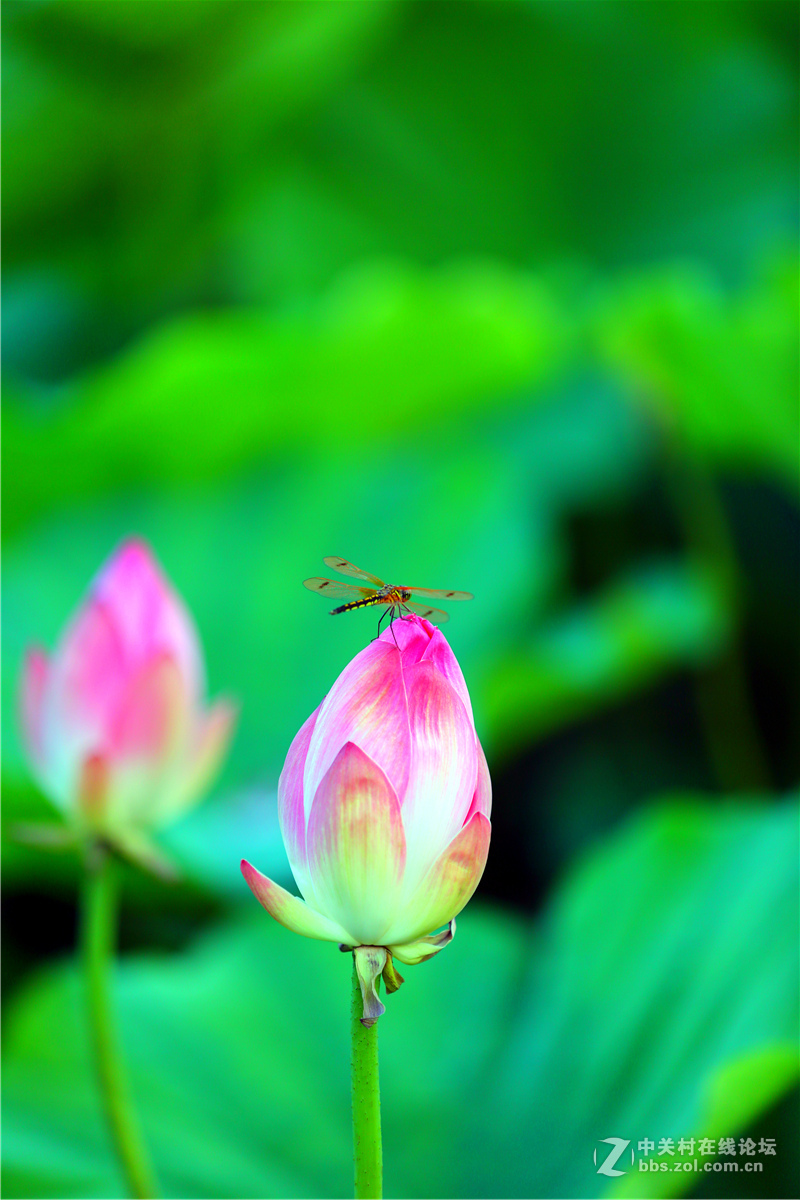 北宁公园的荷花
