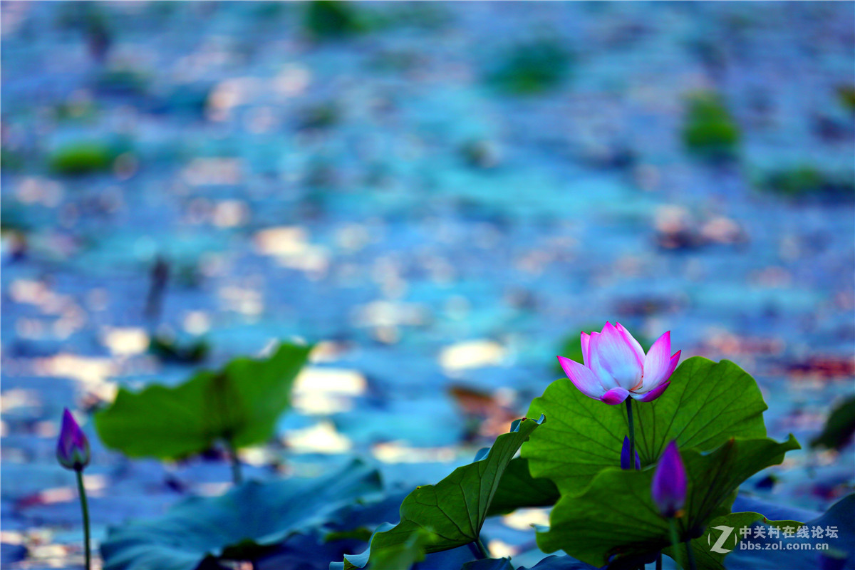 北宁公园的荷花