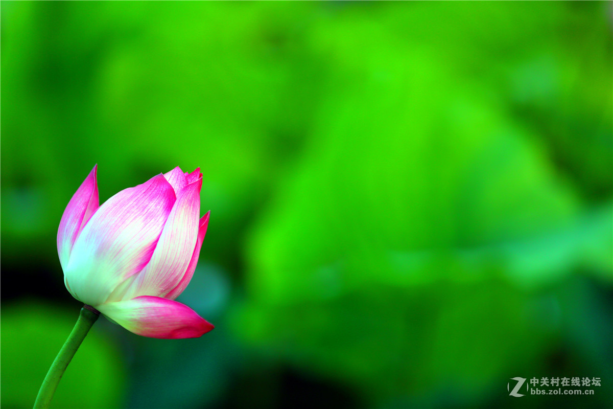 北宁公园的荷花