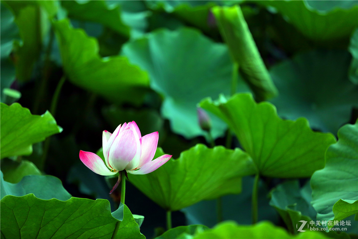 北宁公园的荷花