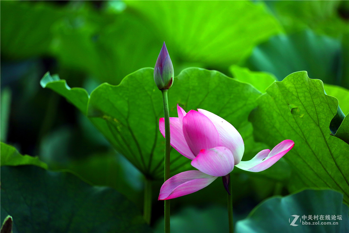 北宁公园的荷花