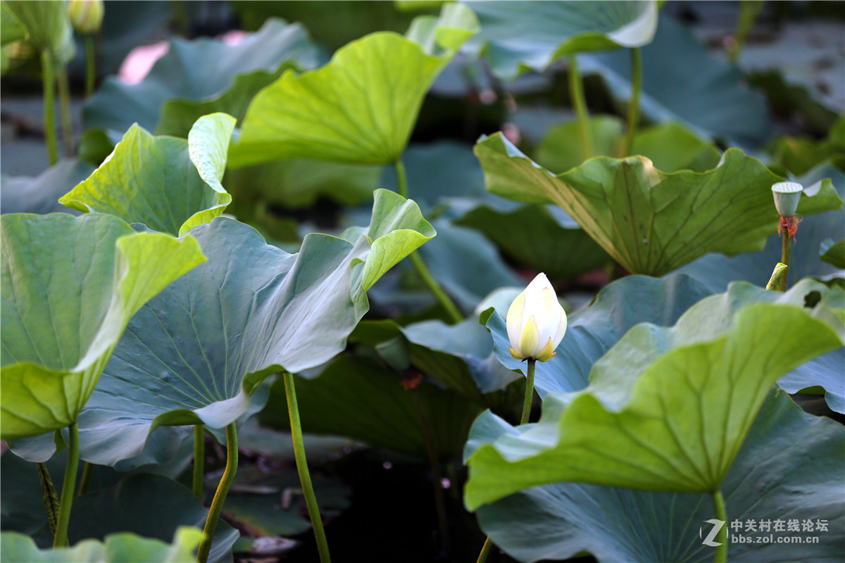 北宁公园的荷花