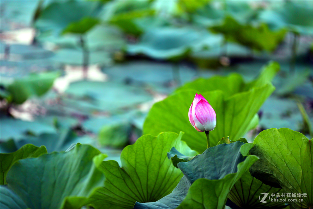 北宁公园的荷花