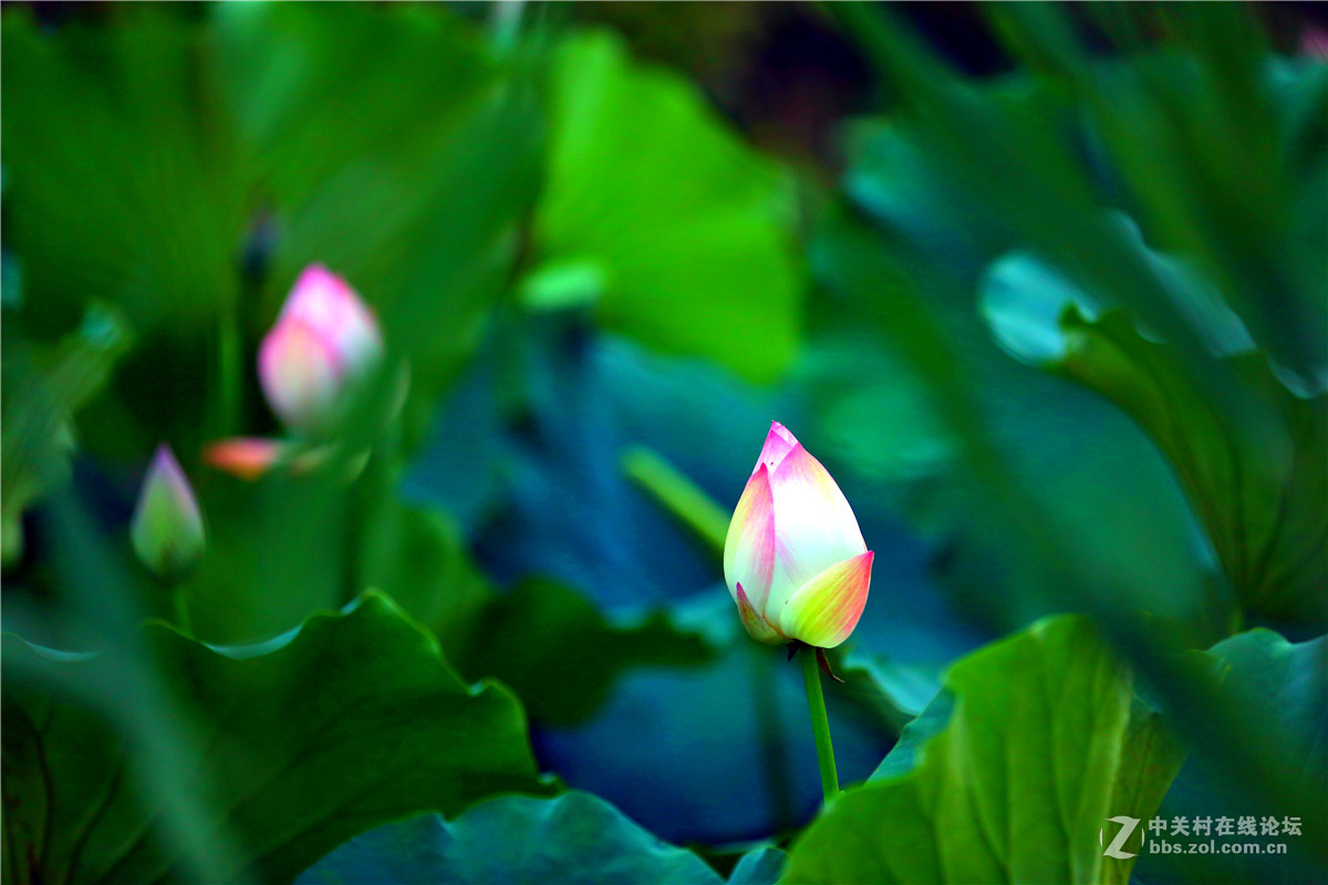 北宁公园的荷花