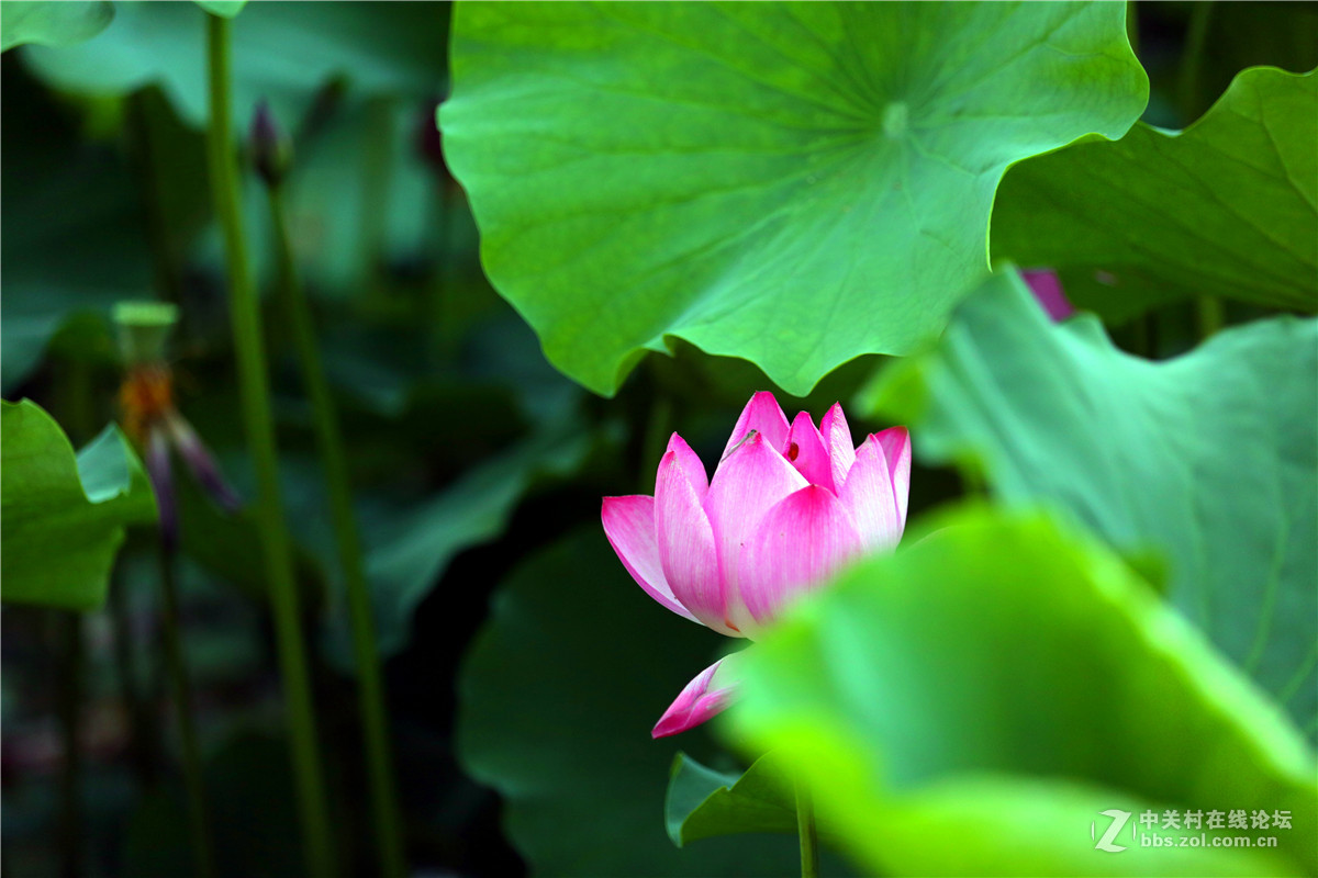 北宁公园的荷花