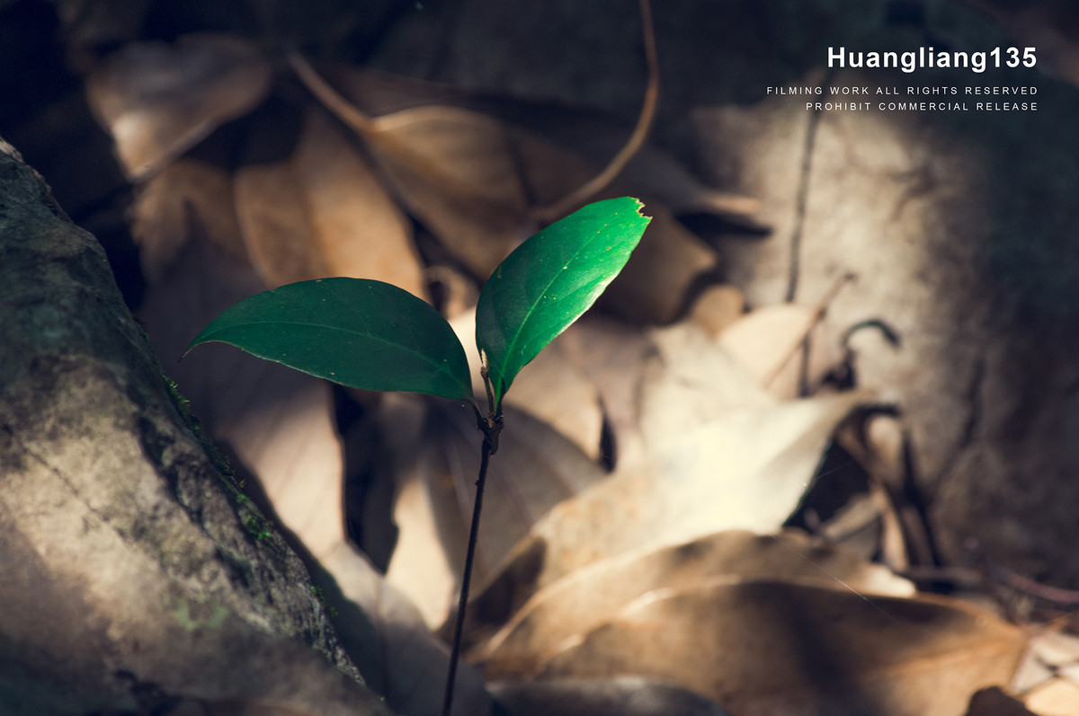 机器放家里吃灰许久了，今难得空闲便带它逛灵隐寺