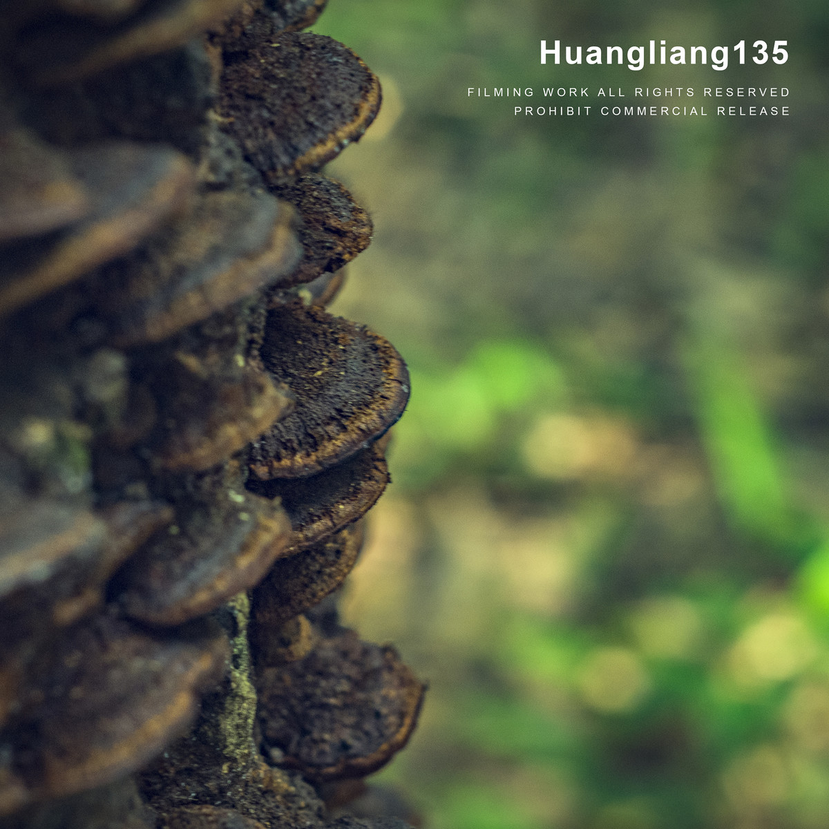 机器放家里吃灰许久了，今难得空闲便带它逛灵隐寺