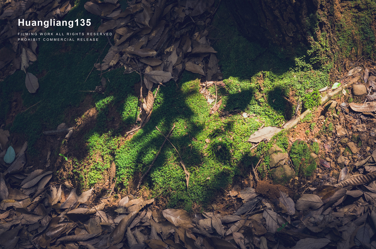 机器放家里吃灰许久了，今难得空闲便带它逛灵隐寺