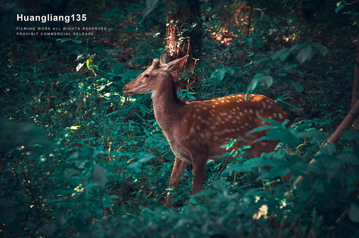 机器放家里吃灰许久了，今难得空闲便带它逛灵隐寺