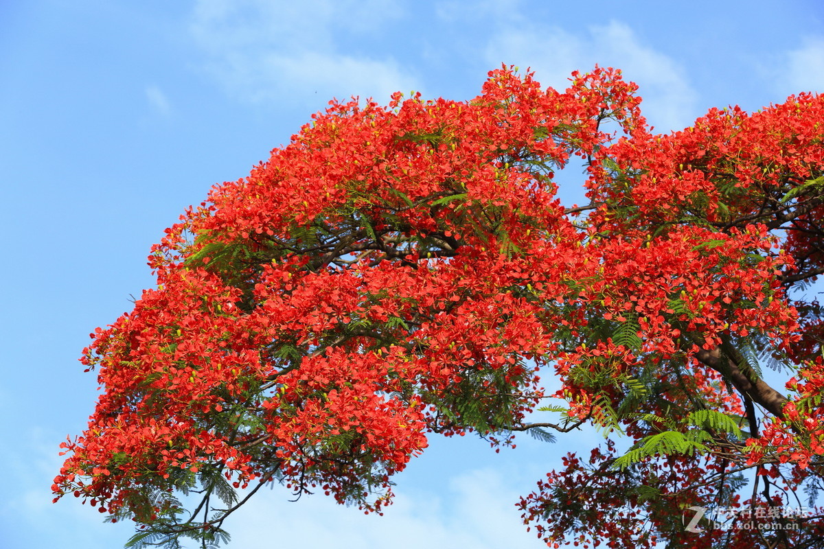 又是凤凰花开时