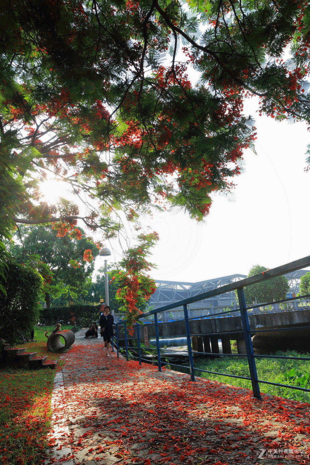 又是凤凰花开时