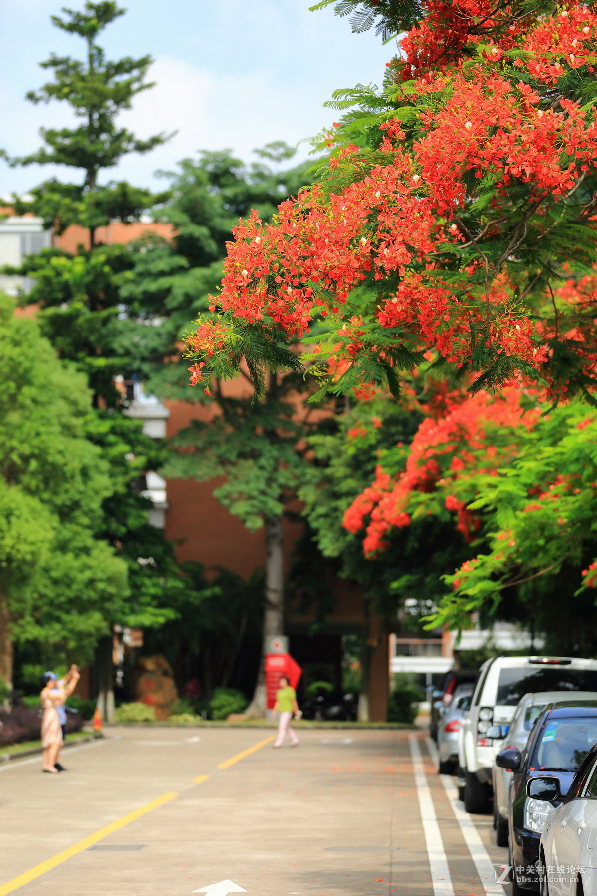 又是凤凰花开时