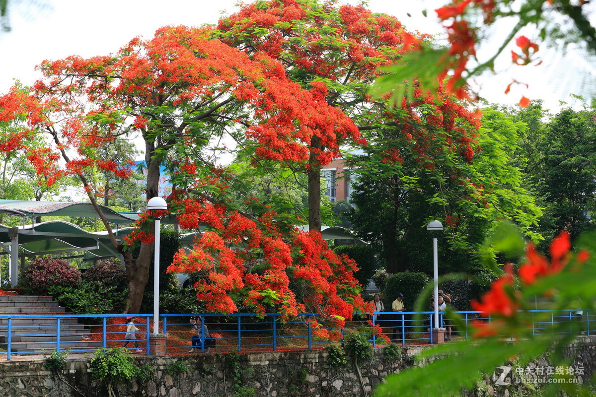 又是凤凰花开时