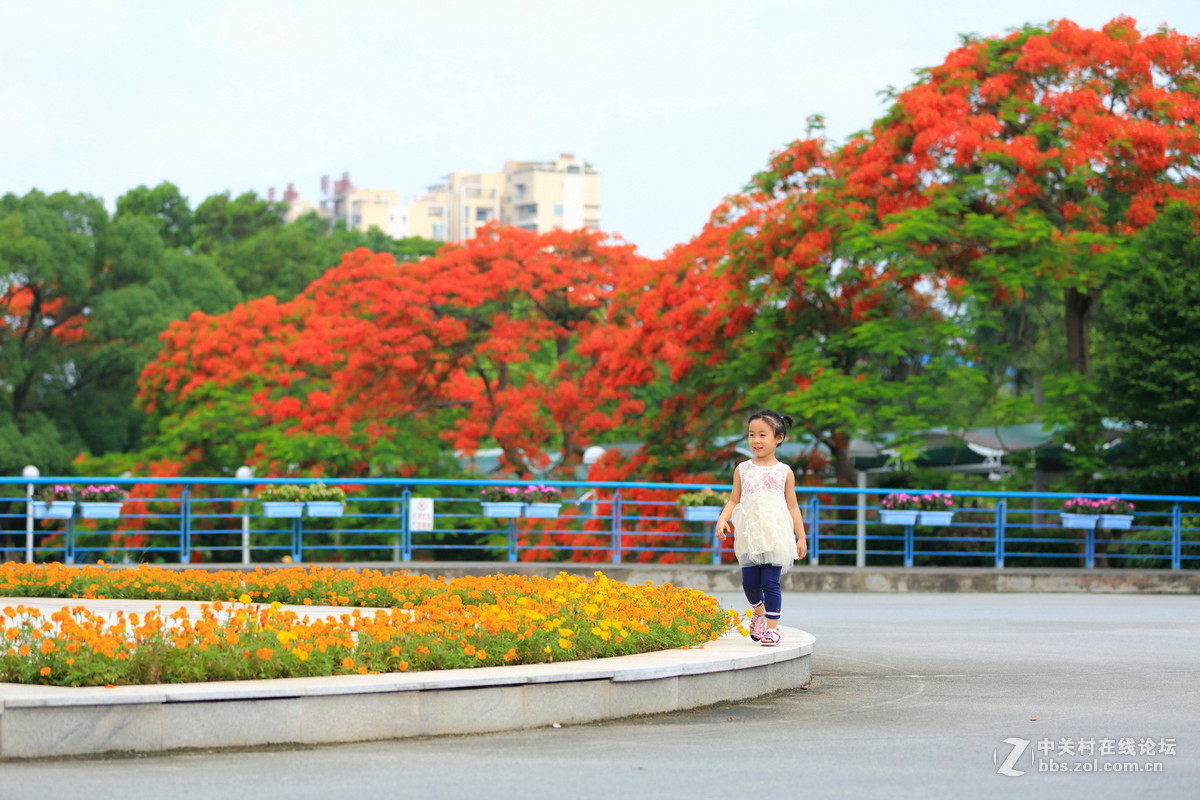 又是凤凰花开时