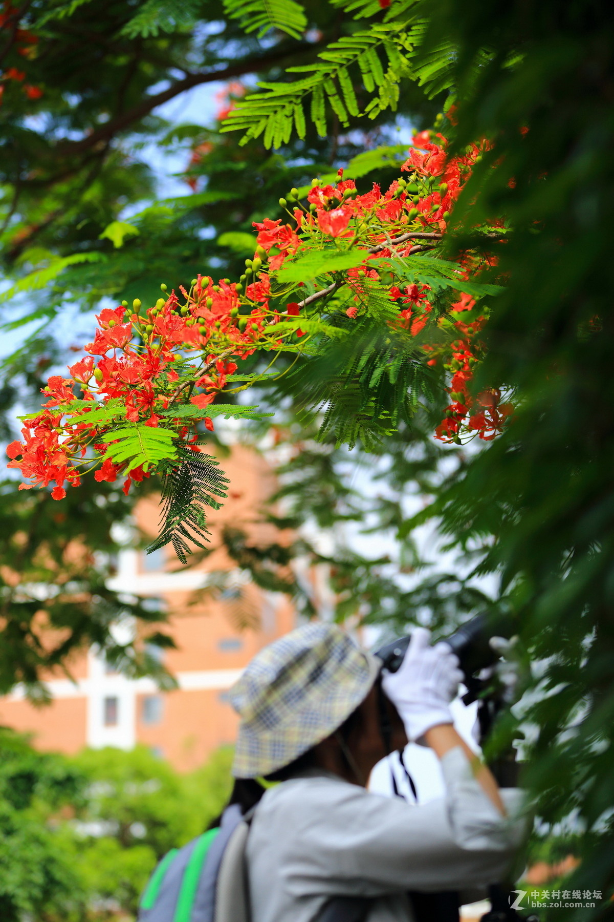 又是凤凰花开时