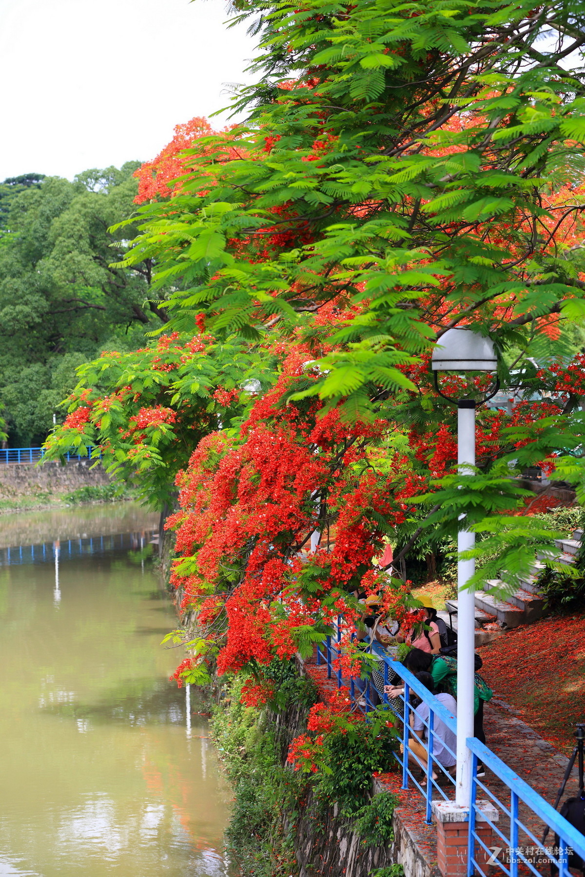又是凤凰花开时