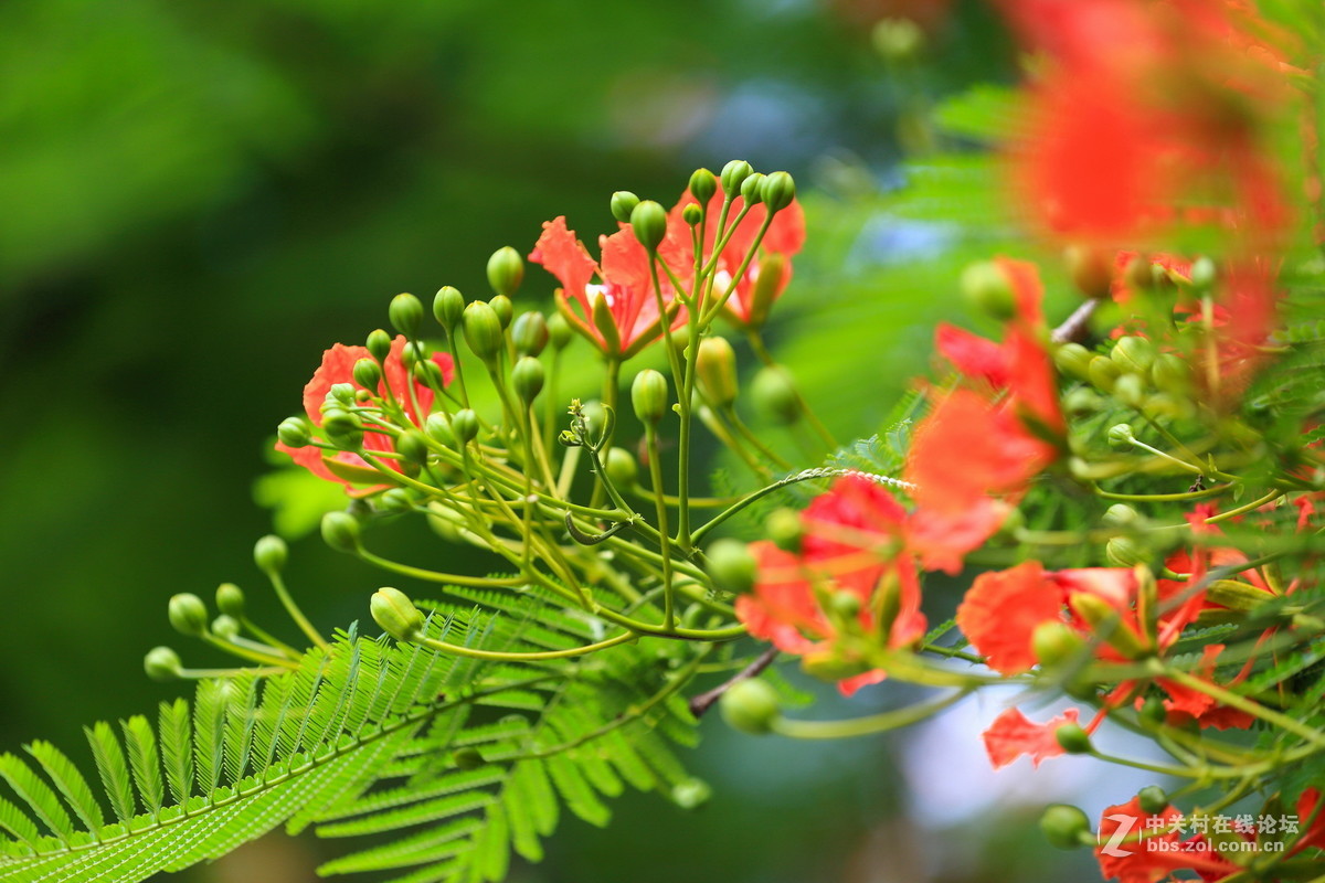 又是凤凰花开时