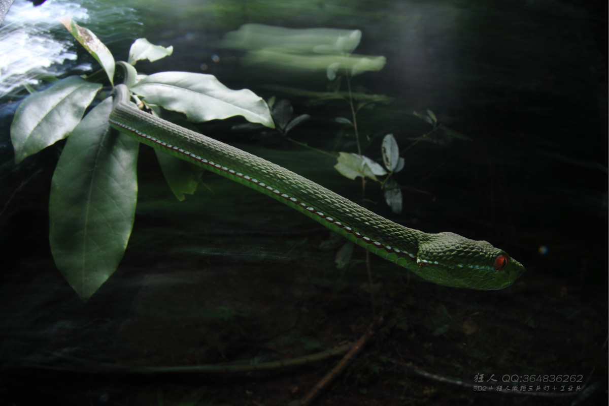 南岭森林公园拍凶蛇猛虫