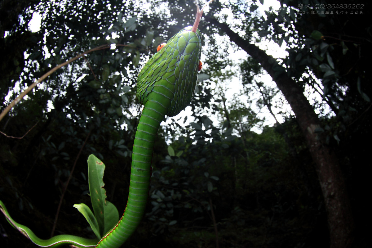 南岭森林公园拍凶蛇猛虫