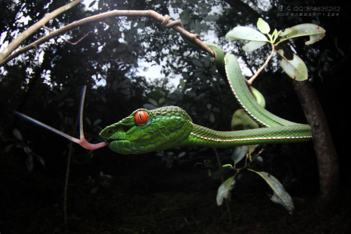 南岭森林公园拍凶蛇猛虫