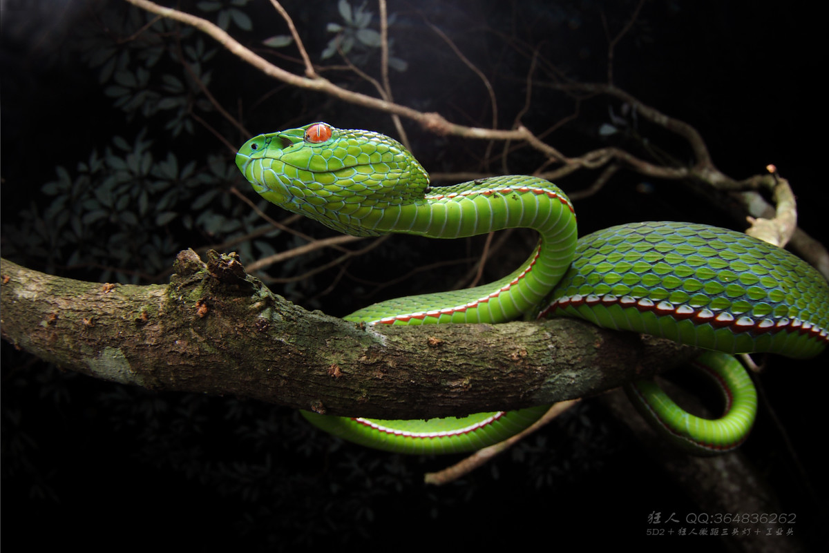南岭森林公园拍凶蛇猛虫
