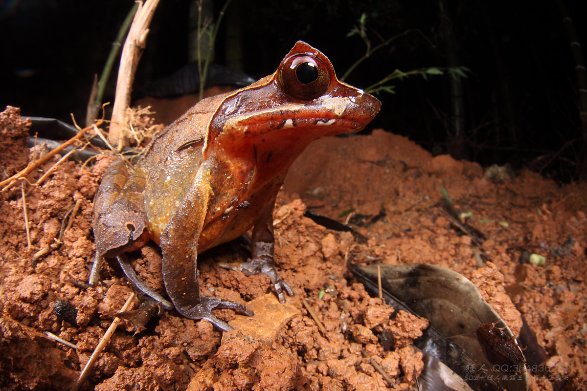 南岭森林公园拍凶蛇猛虫