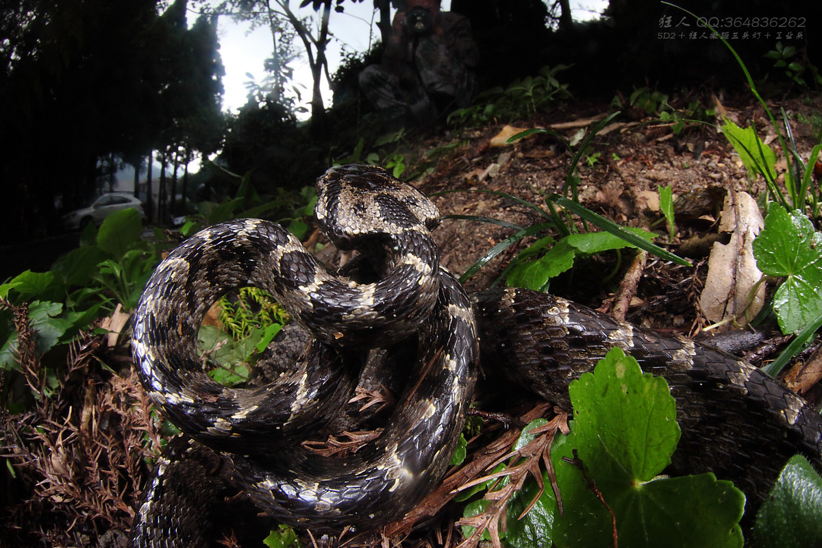南岭森林公园拍凶蛇猛虫
