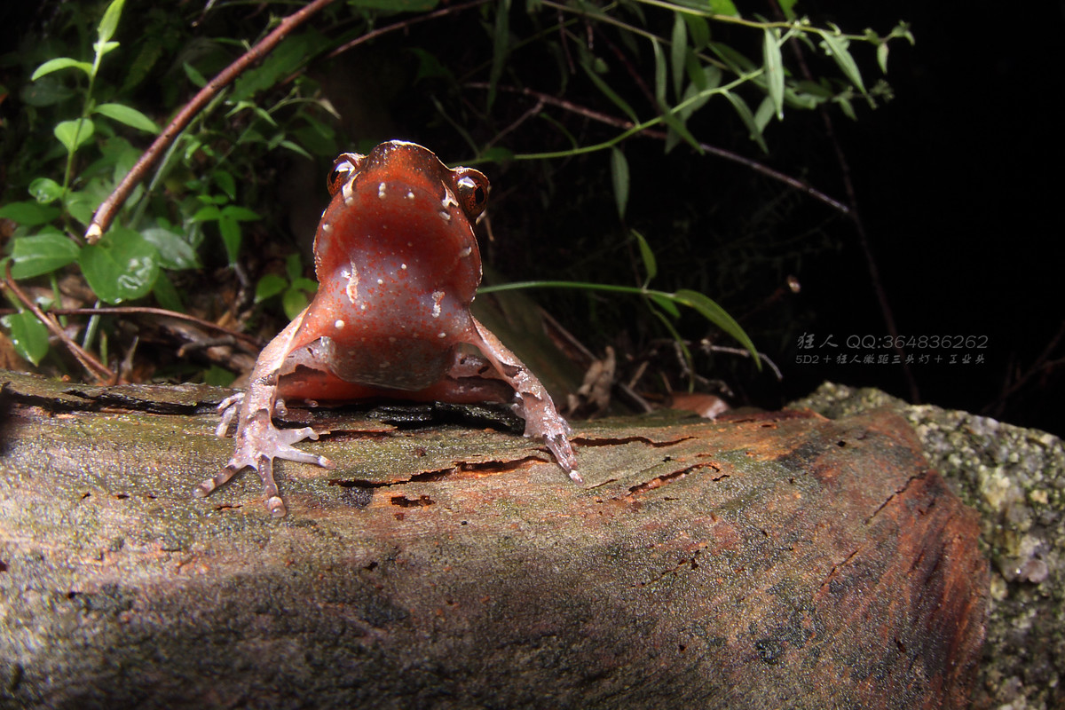 南岭森林公园拍凶蛇猛虫