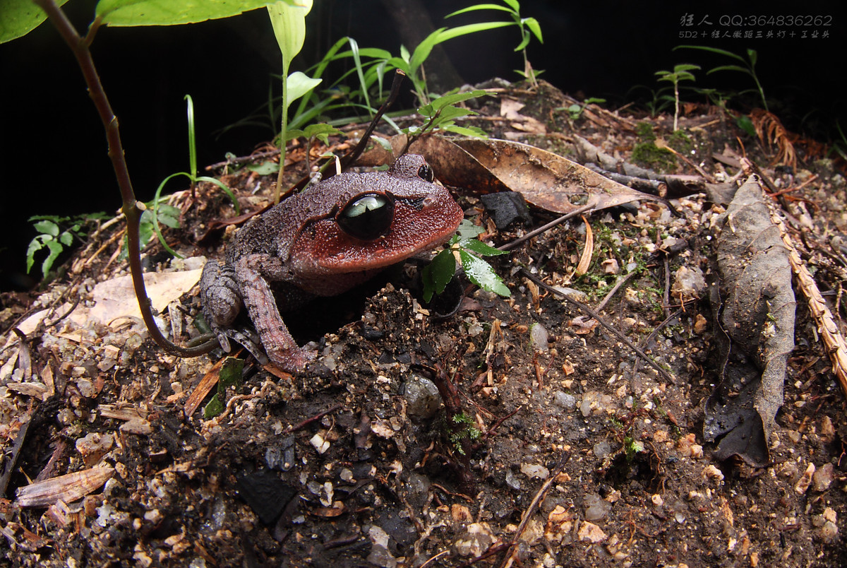 南岭森林公园拍凶蛇猛虫