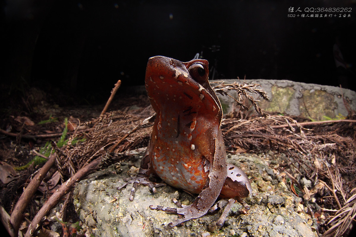 南岭森林公园拍凶蛇猛虫
