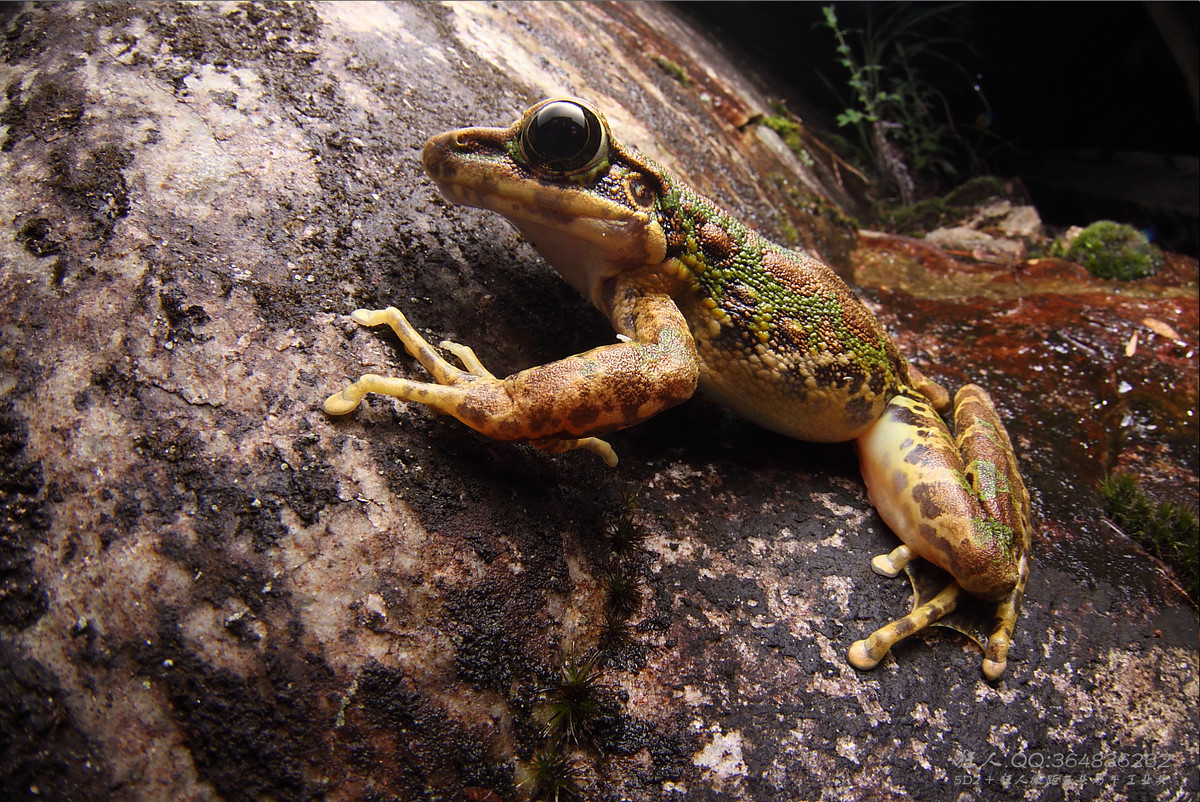 南岭森林公园拍凶蛇猛虫
