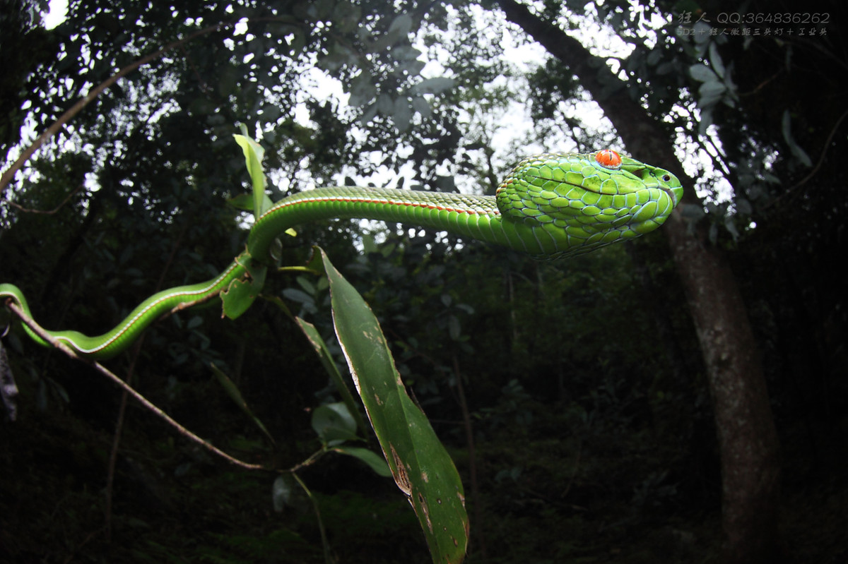 南岭森林公园拍凶蛇猛虫