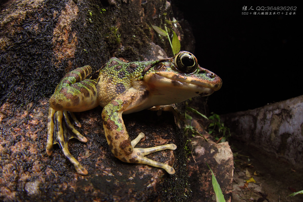 南岭森林公园拍凶蛇猛虫