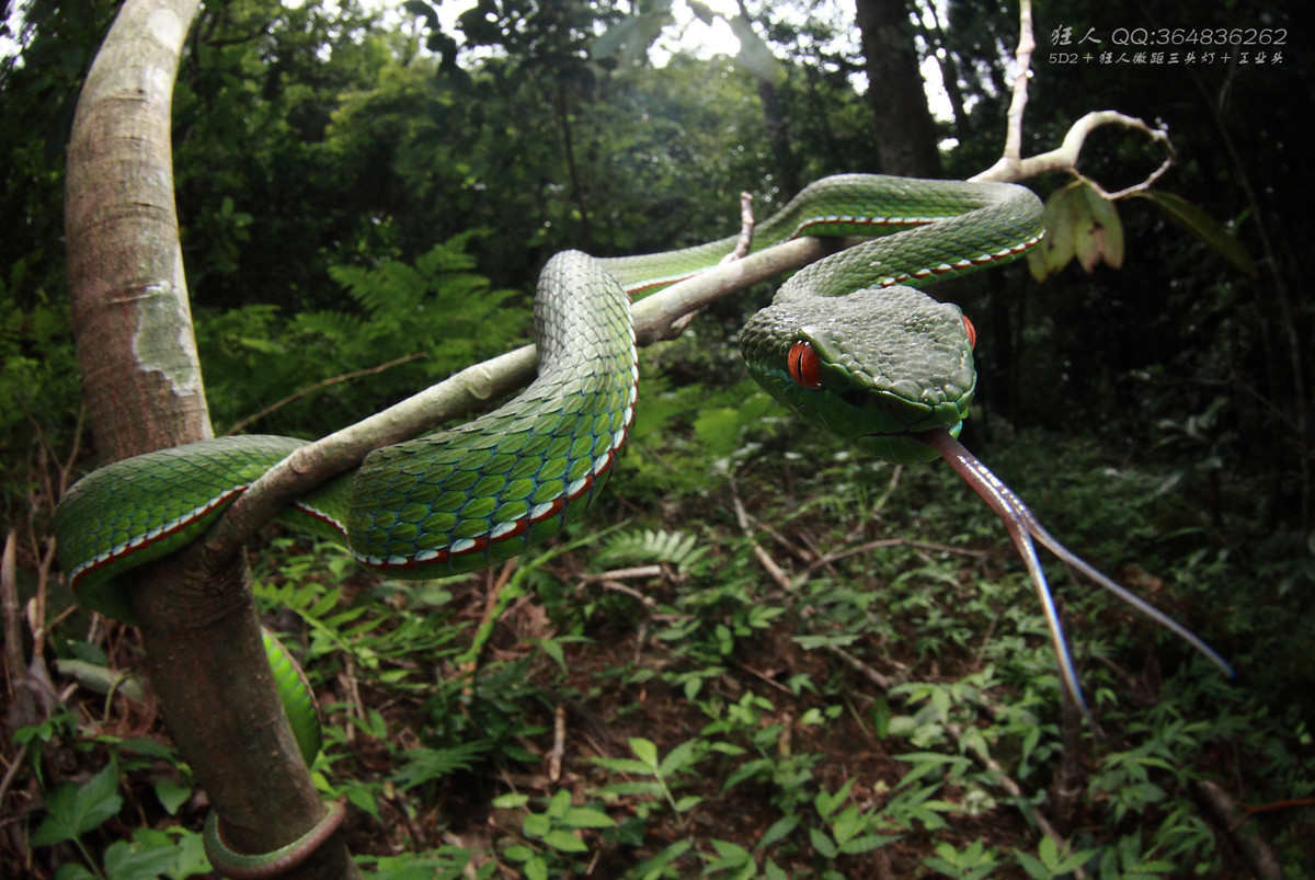 南岭森林公园拍凶蛇猛虫