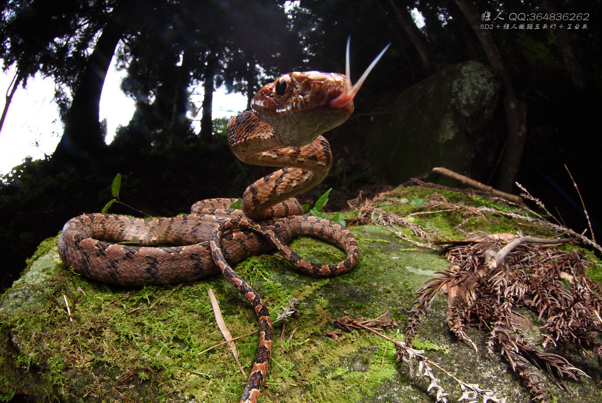 南岭森林公园拍凶蛇猛虫