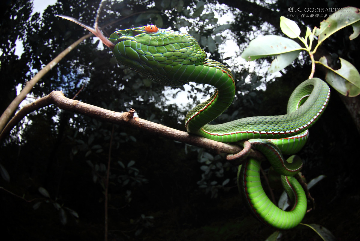 南岭森林公园拍凶蛇猛虫