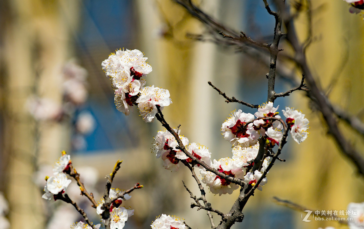 A7R2+卡尔·蔡司Milvus 135mm f/2真好（桃花）