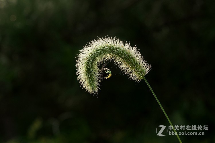 秋虫