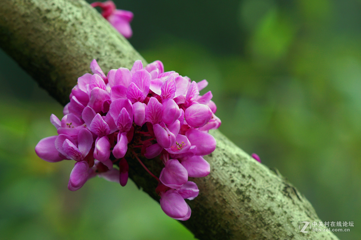光影灼灼紫荆花