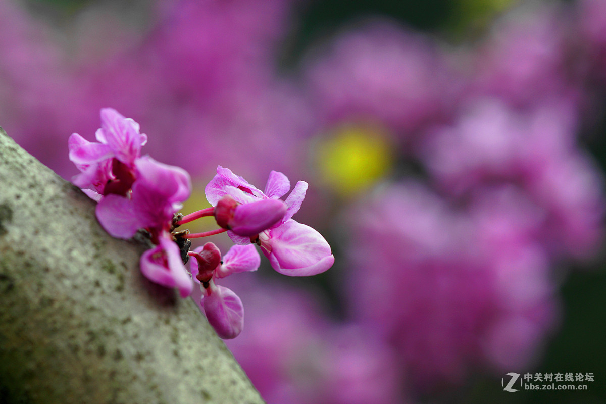 光影灼灼紫荆花