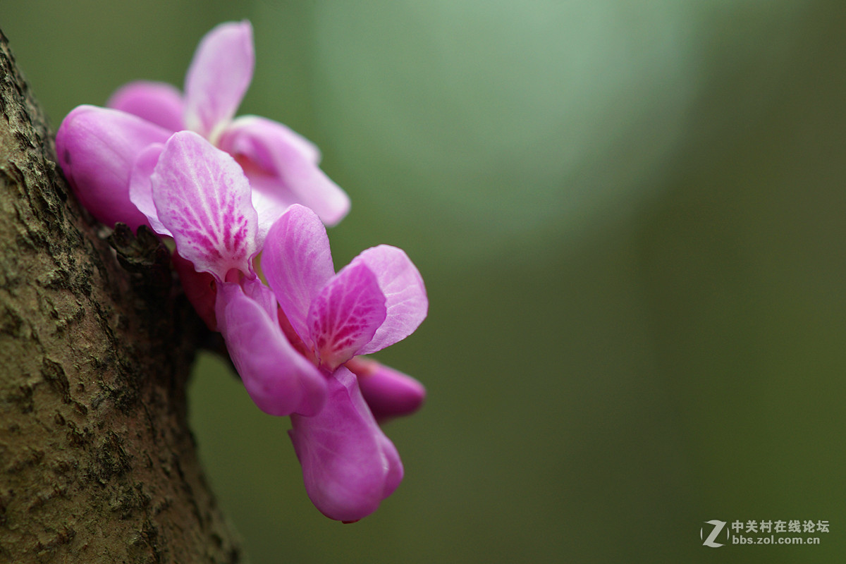 光影灼灼紫荆花