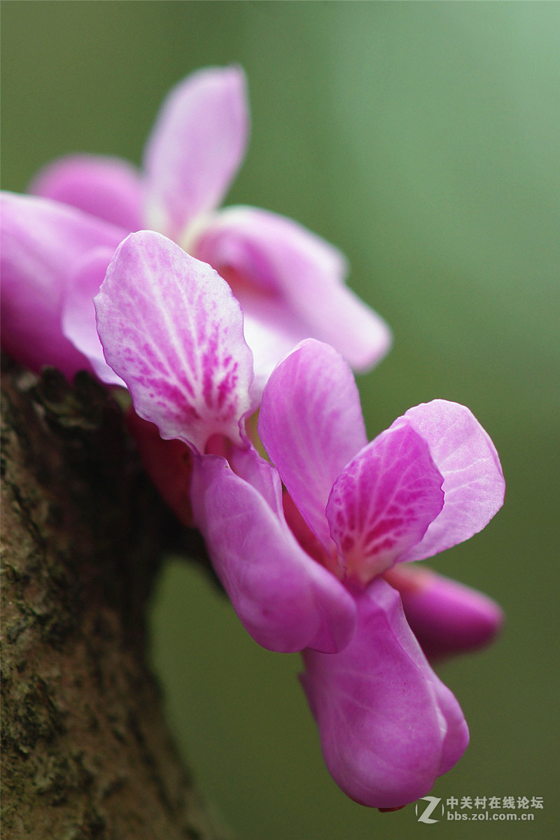 光影灼灼紫荆花