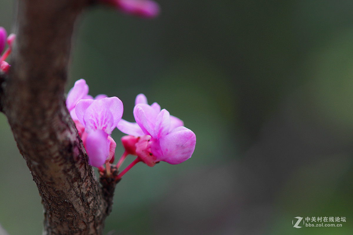 光影灼灼紫荆花