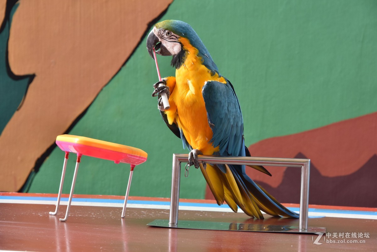 鹦鹉表演七
