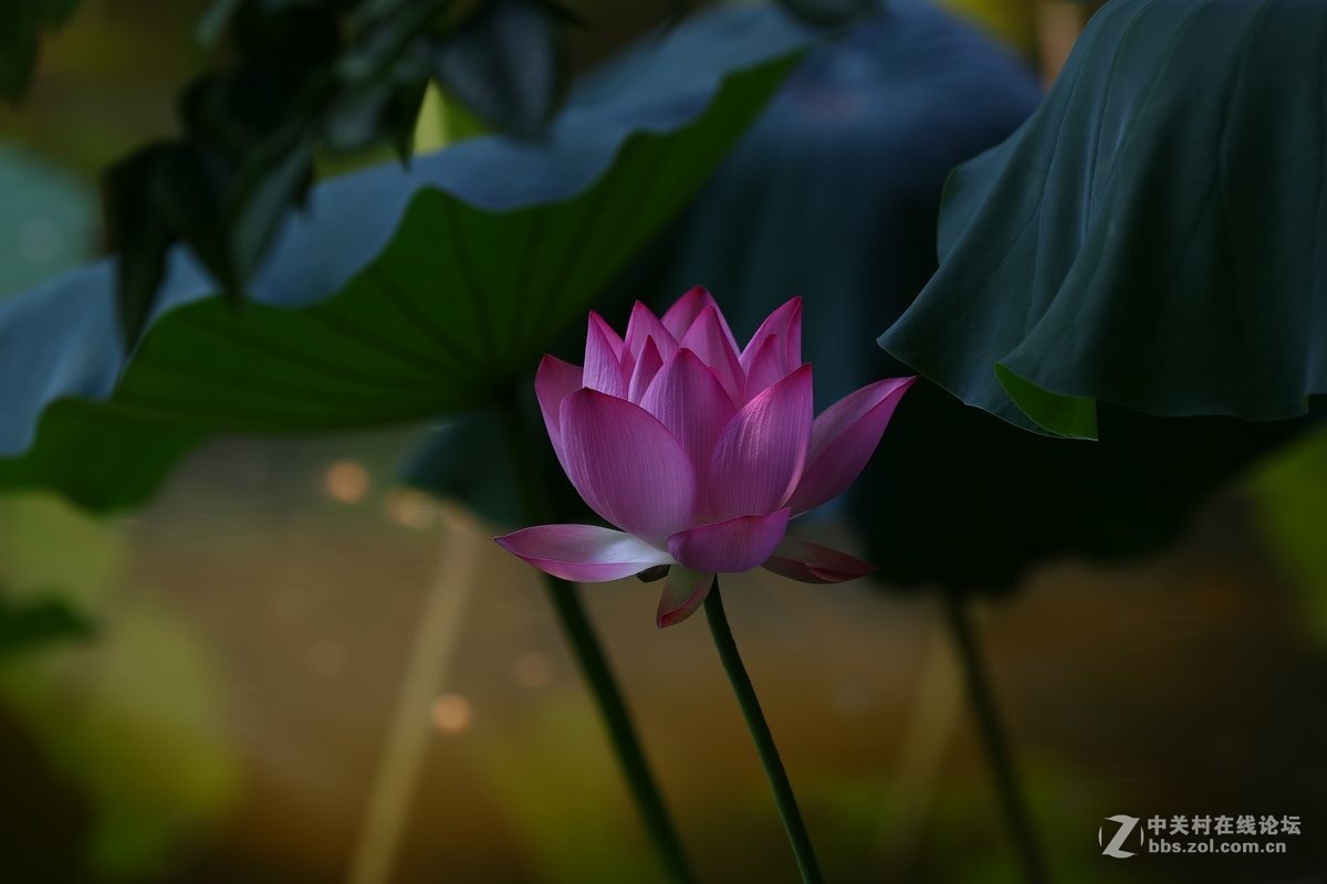 学拍荷花